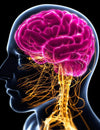 Improve cognitive function and protect your nervous system.