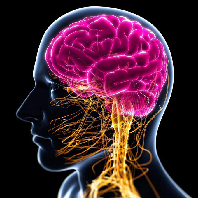 Improve cognitive function and protect your nervous system.
