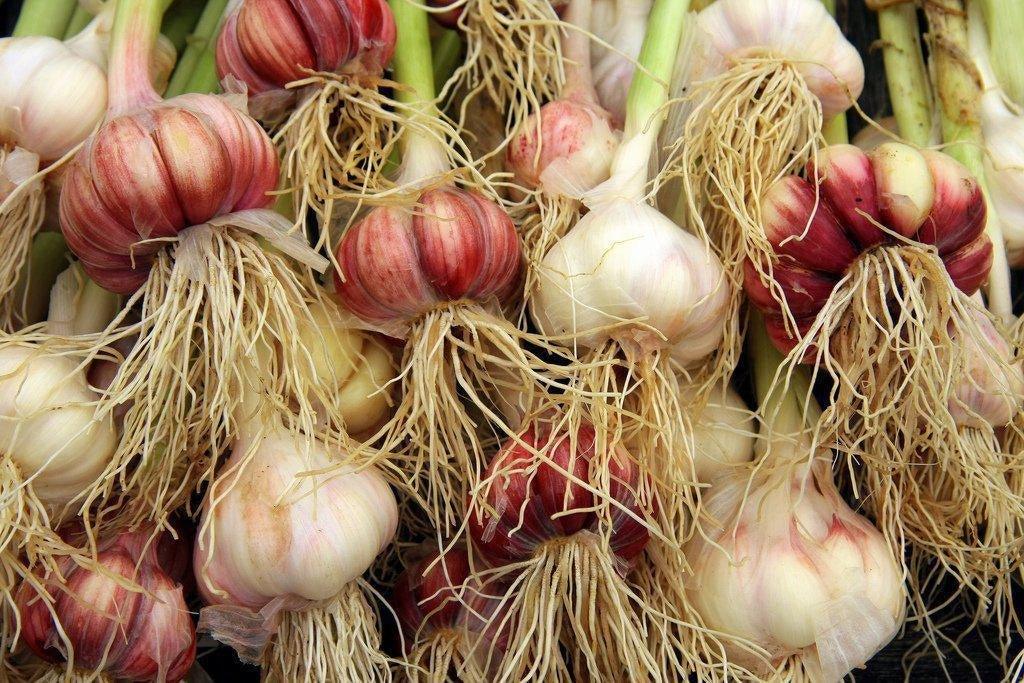 Can Garlic reduce Vascular Plaque?