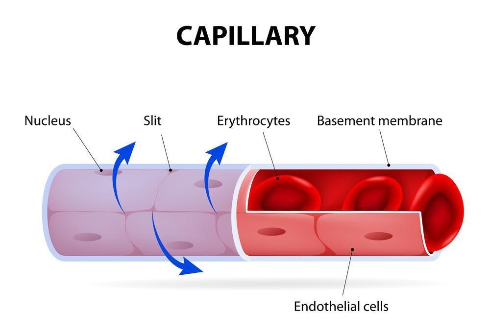 How to improve endothelial function?