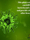 This plant extract can kill both bacteria and virus and provide a lot of other benefits.
