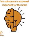 This substance is extremely important for the brain