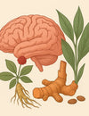 How Alpinia Galanga and American Ginseng Improve Focus, Memory, and Mood Naturally