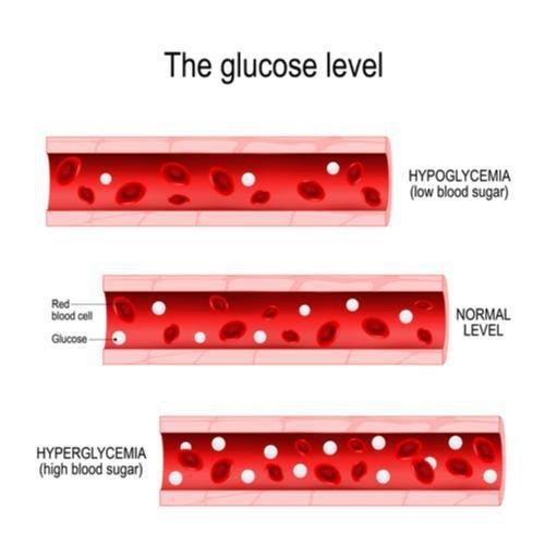 When is it easier for your body to transfer blood glucose from a meal into your cells?