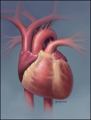 Arterial stiffness, folic acid and vitamin B12 | tissuerecovery