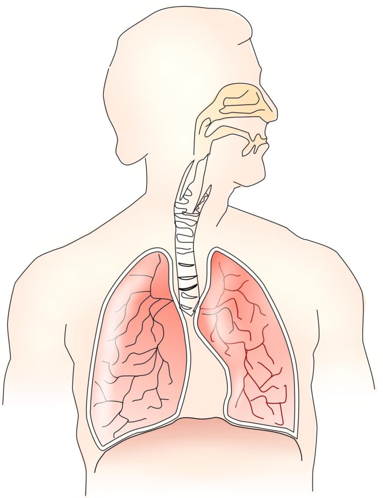 What are the benefits of breathing through your nose? | tissuerecovery